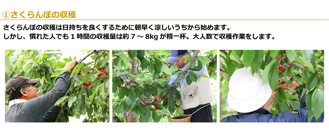 01さくらんぼの収穫