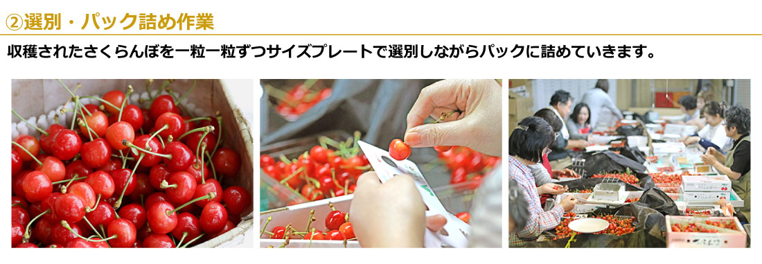 02選別・パック詰め作業