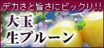 大玉生プルーン
