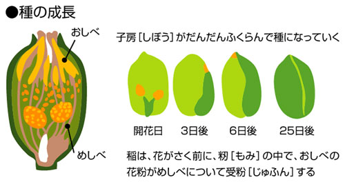 お米通販　おコメ通販　おこめ通販