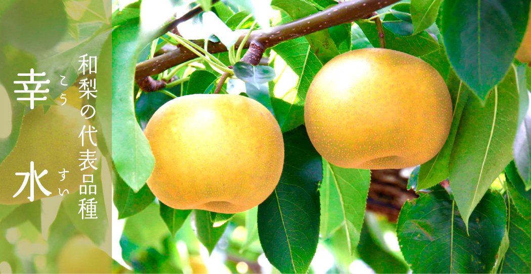 和梨の代表品種　幸水