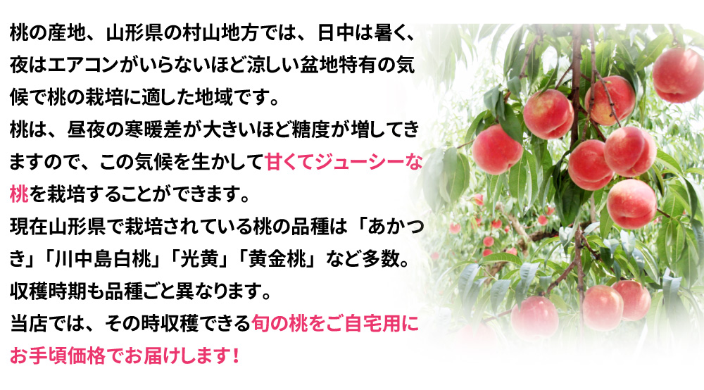 大人気山形の桃