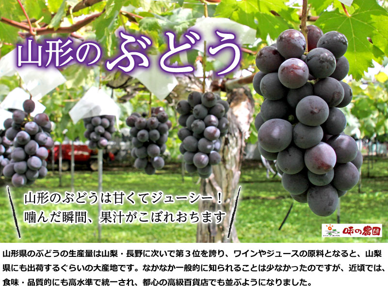 葡萄 販売 通販 味の農園