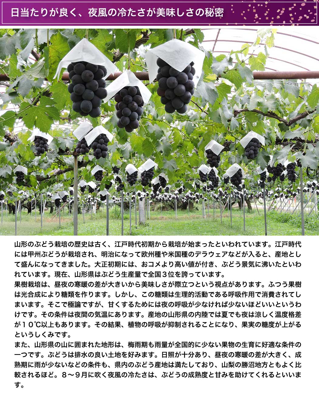 葡萄 販売 通販 味の農園