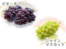 各種葡萄