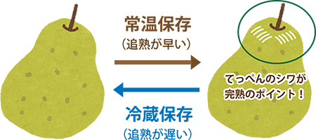 ラフランス 山形ラフランスの通販なら味の農園