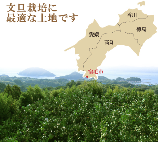 文旦栽培に最適な土地です