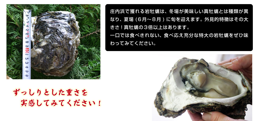 岩牡蠣 販売 通販 味の農園