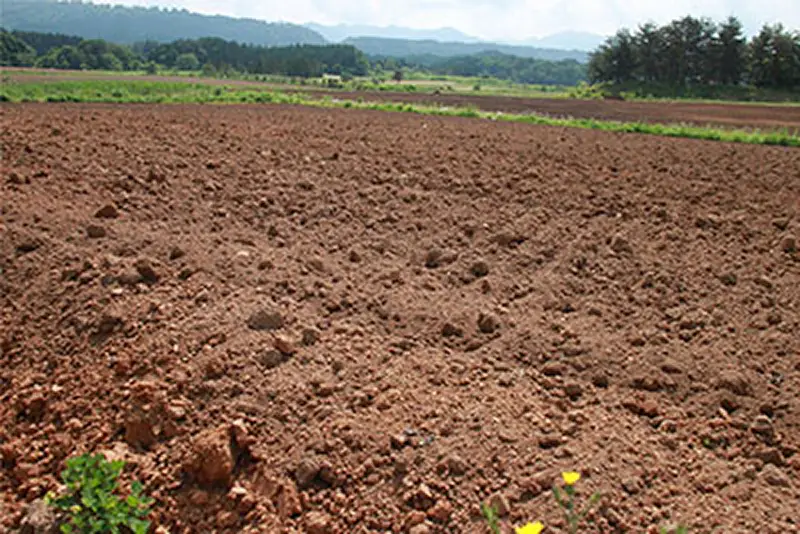 赤くて濃厚なニンジンが育つヒミツ、それは”赤土”