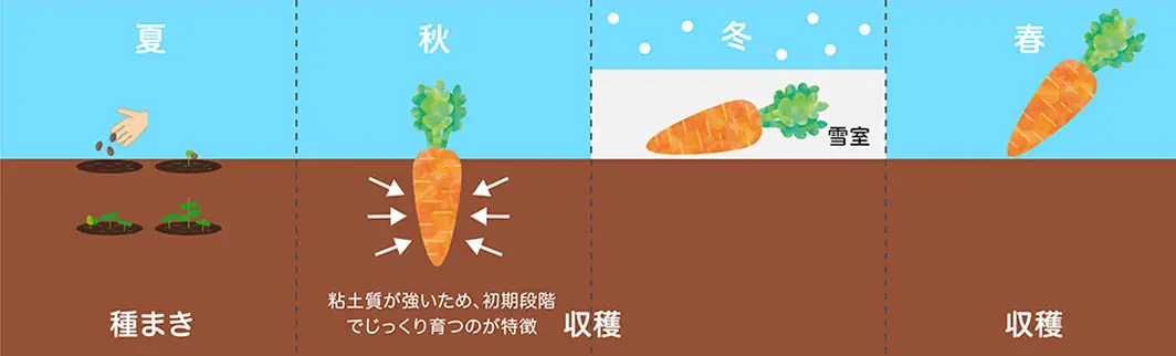 高田兄弟の赤土が濃厚なニンジンを作るヒミツ