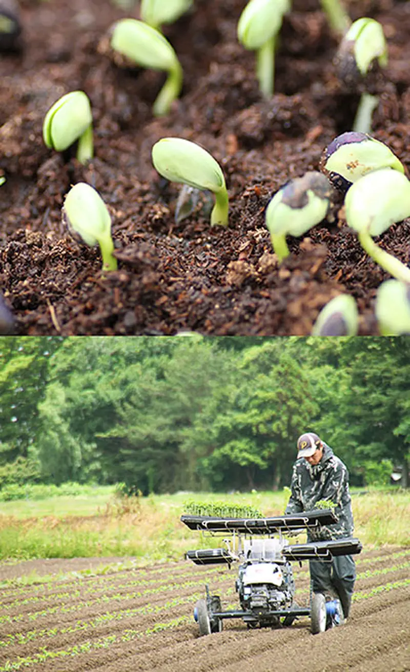 だだちゃ豆の美味しさの秘訣は太陽の光と豊かな土作りから