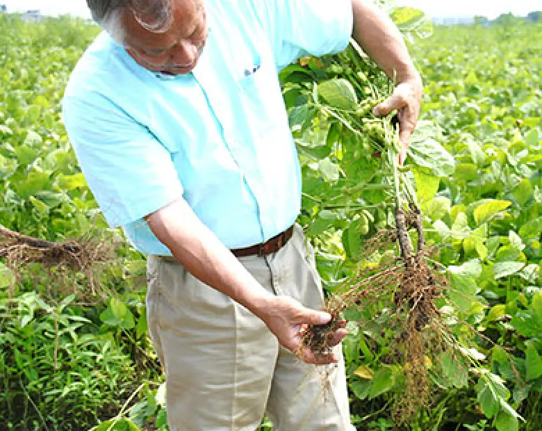 優れた旨味の決め手は根粒菌を増やすこと