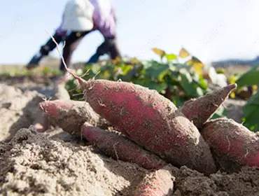 さつまいも収穫風景