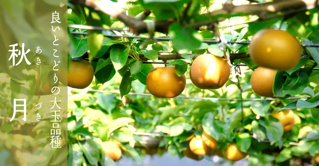良いとこどりの大玉品種　秋月