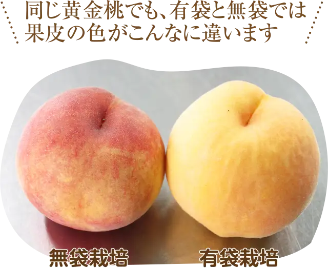 有袋と無袋の色の違い