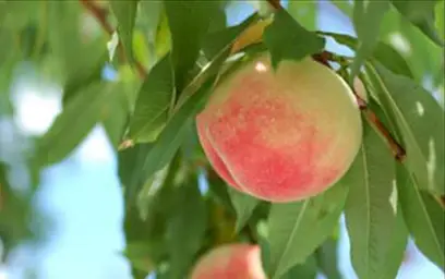 白桃（品種指定）