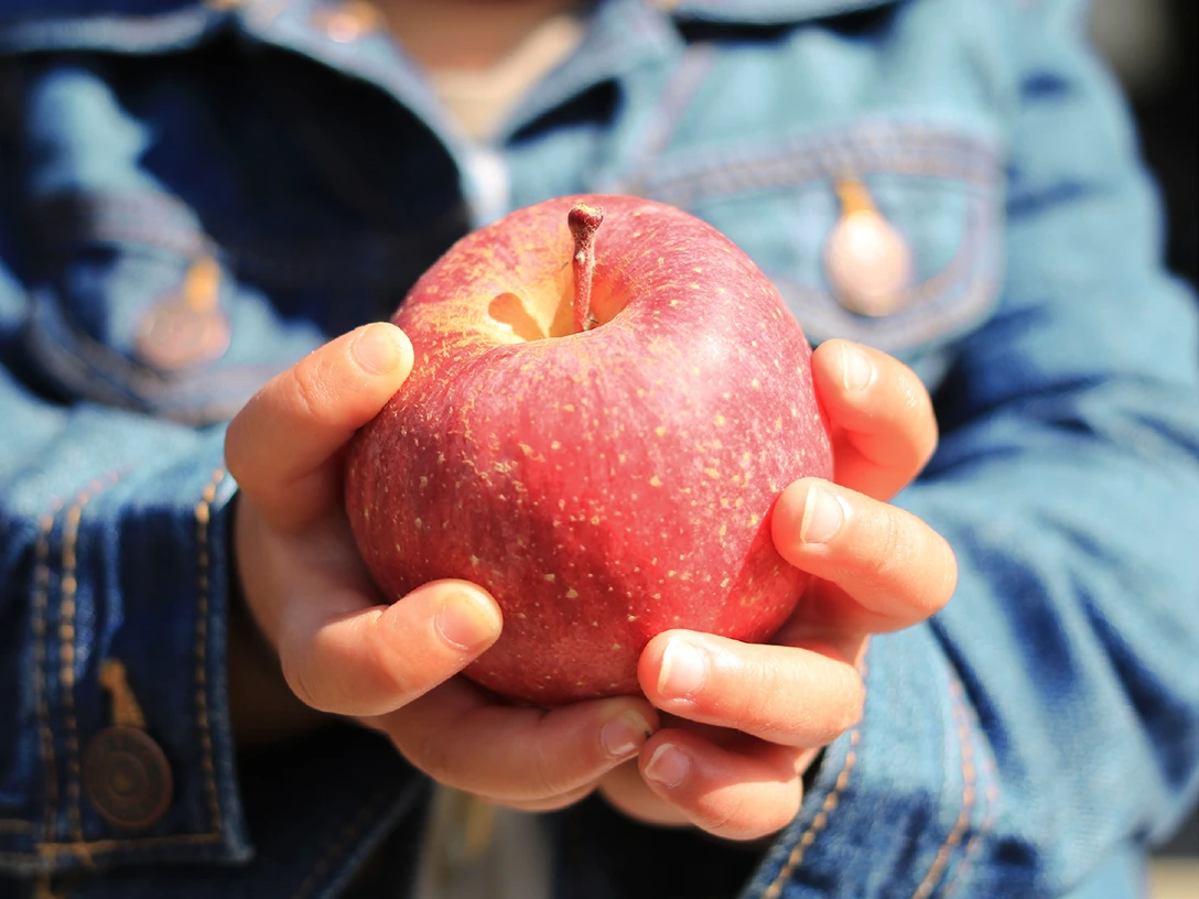 お子様にも安心なりんご作りで40年