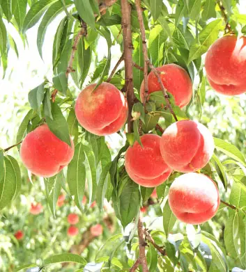 夏の夜の涼しさが、甘くおいしい桃を育てる