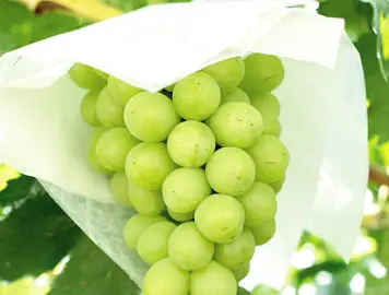 ロザリオビアンコ