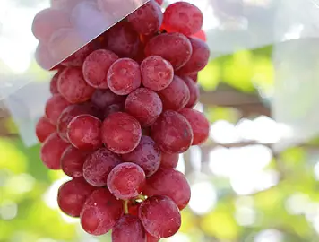 赤嶺（せきれい）