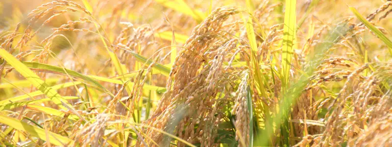 はえぬきの稲穂