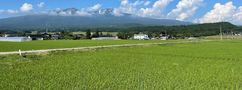 コシヒカリの田んぼ