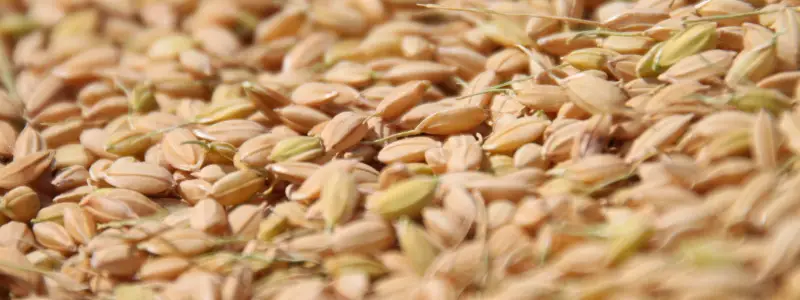 ひとめぼれの籾