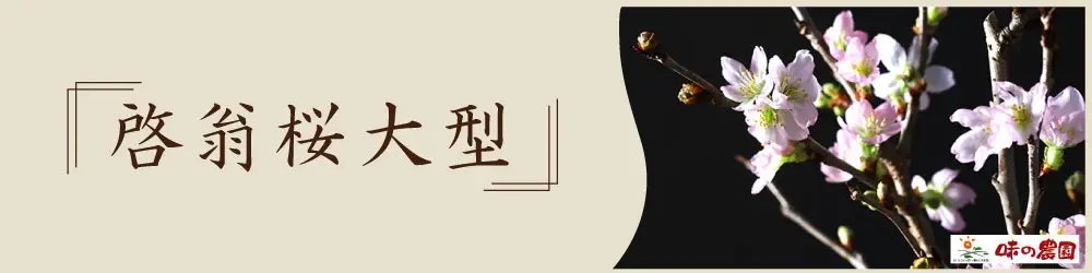 啓翁桜大型大迫力の125cm