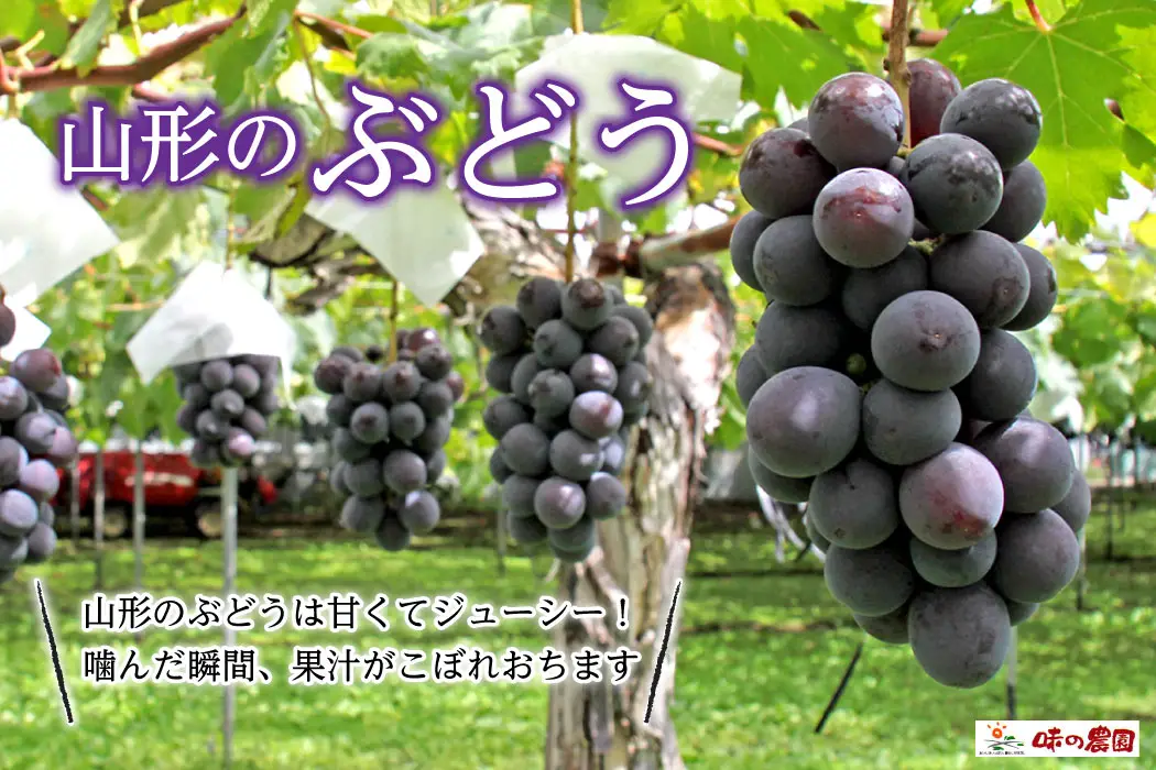 山形のぶどう