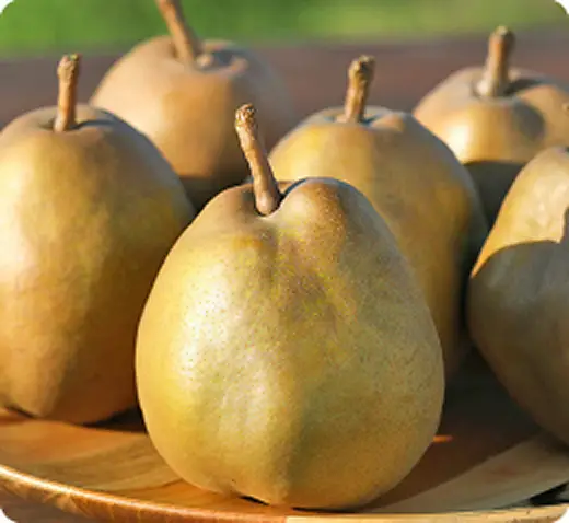 ゴールドラ・フランス