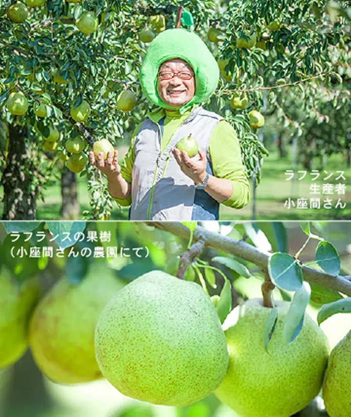 生産者　小座間さん／ラ・フランスの果樹