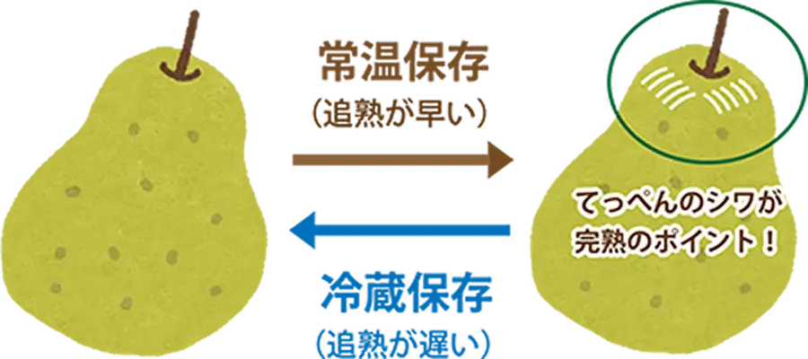 ラ・フランスの「食べ頃」