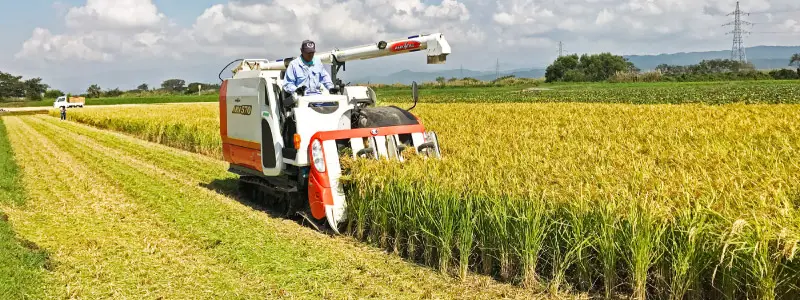 ミルキークイーンの稲刈り