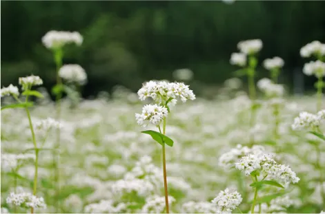 蕎麦の花