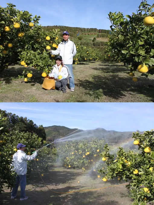 優れた栽培技術が美味しい文旦を作り出します