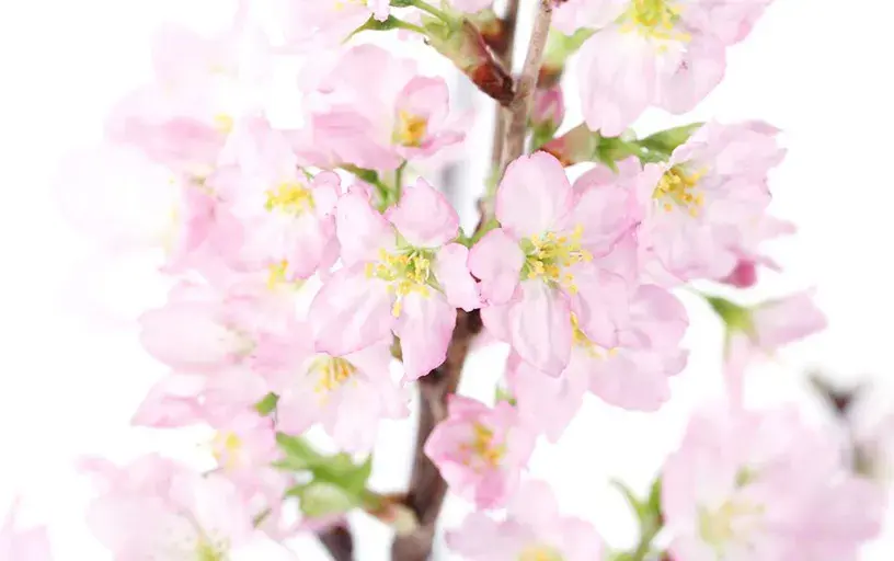 啓翁桜（年末お届け）