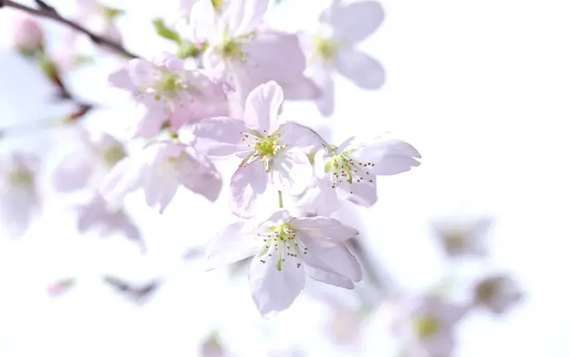 啓翁桜大型（年末～3月お届け）