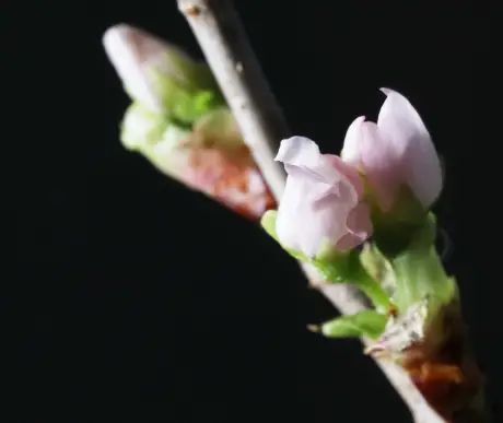 啓翁桜のつぼみ