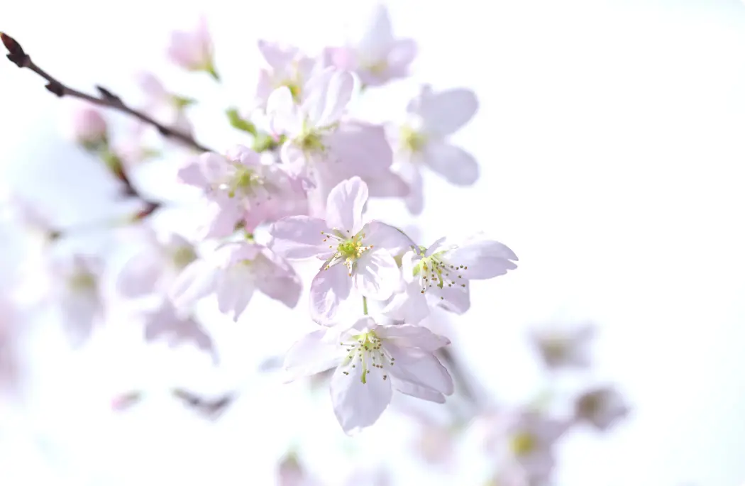 啓翁桜の花びら
