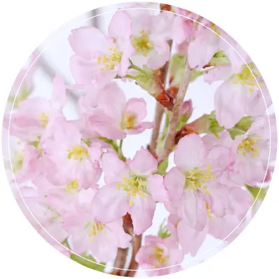 啓翁桜の取り扱い方法