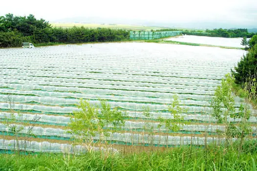 庄内砂丘メロン