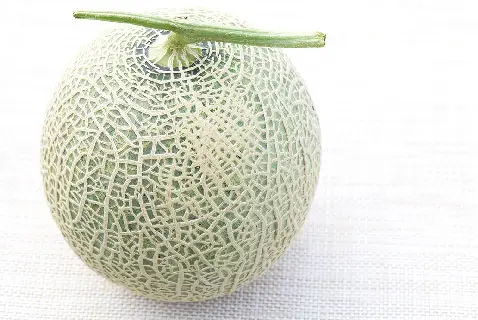 庄内砂丘メロン