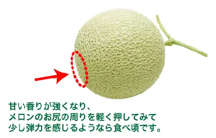 メロンの食べ頃