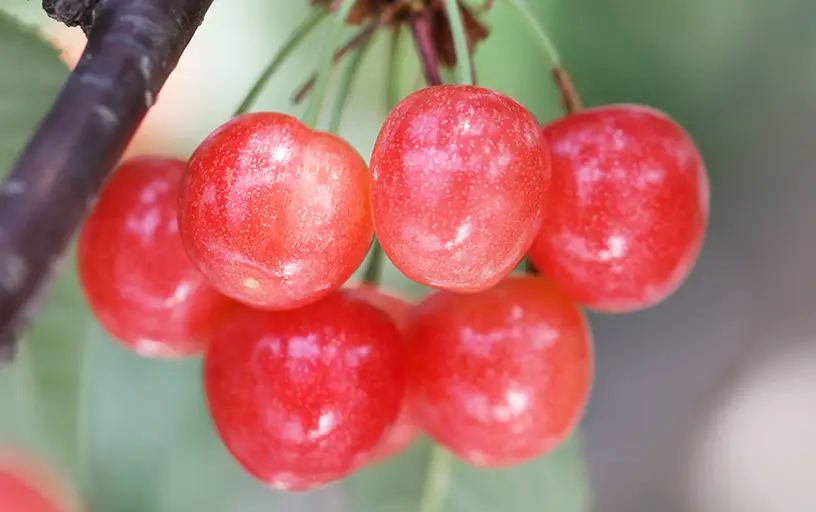 温室さくらんぼ