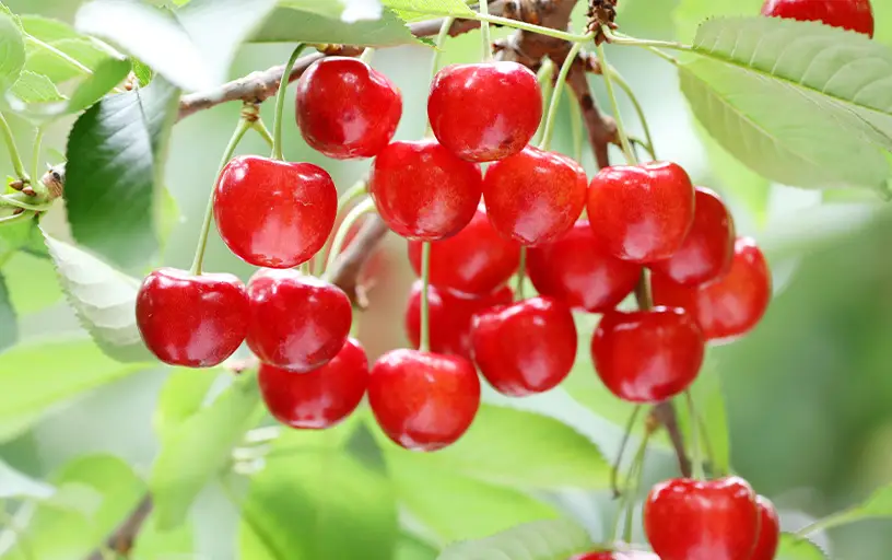 紅秀峰・紅てまり
