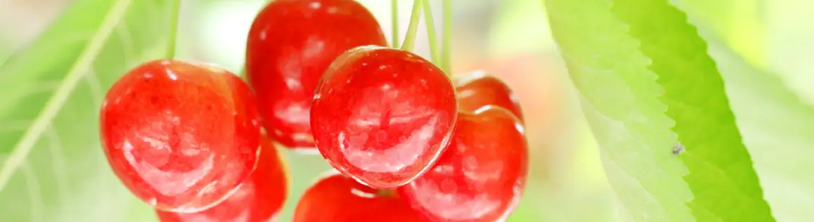 山形さくらんぼ