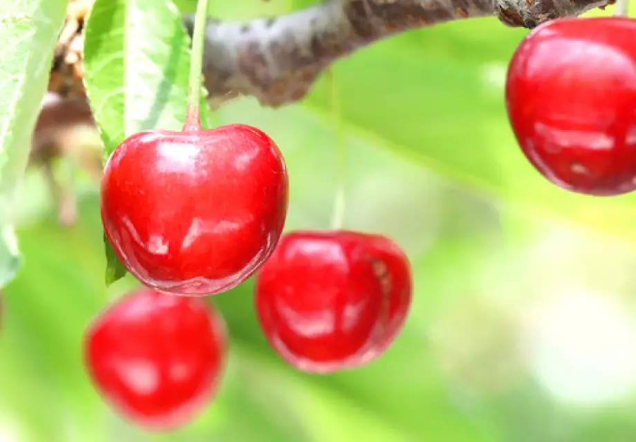 人工的に「春」を作りだして栽培する「温室栽培（ハウス）」