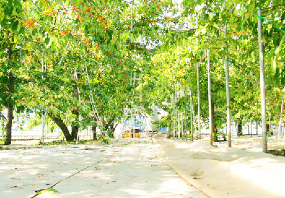 たっぷり浴びて育てる「露地栽培」