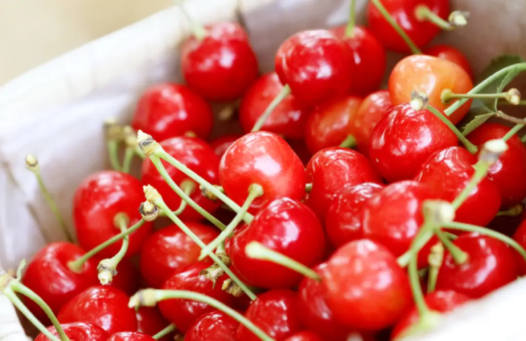 山形さくらんぼの収獲から発送まで