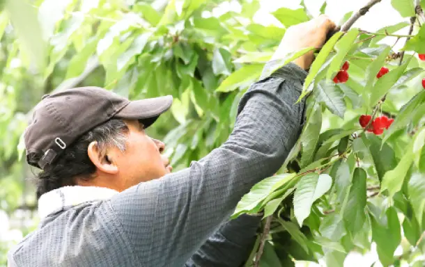 さくらんぼの収獲